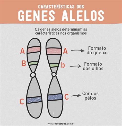 o que são genes alelos-1
